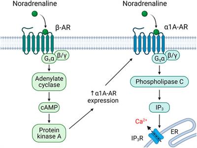 GPCRs in the regulation of the functional activity of multipotent mesenchymal stromal cells